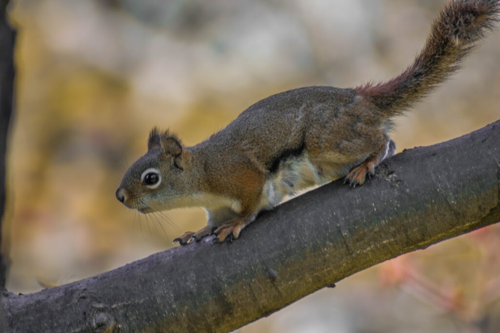 Bitter apple store spray for squirrels