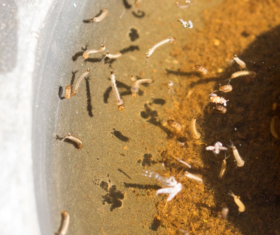 SES mosquito larvae inside standing water