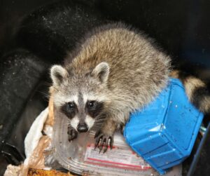 ES raccoon inside garbage can