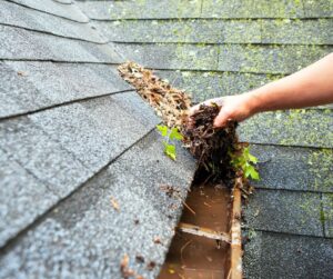 gutter with mold and standing water