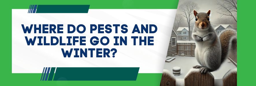 Where do pests and wildlife go in the winter