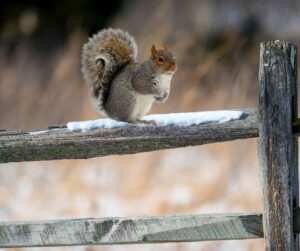 squirrel on fence ses blog